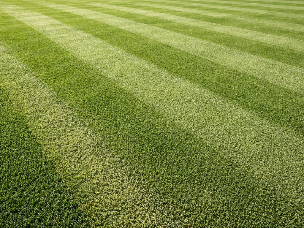 how to grow grass like a golf course