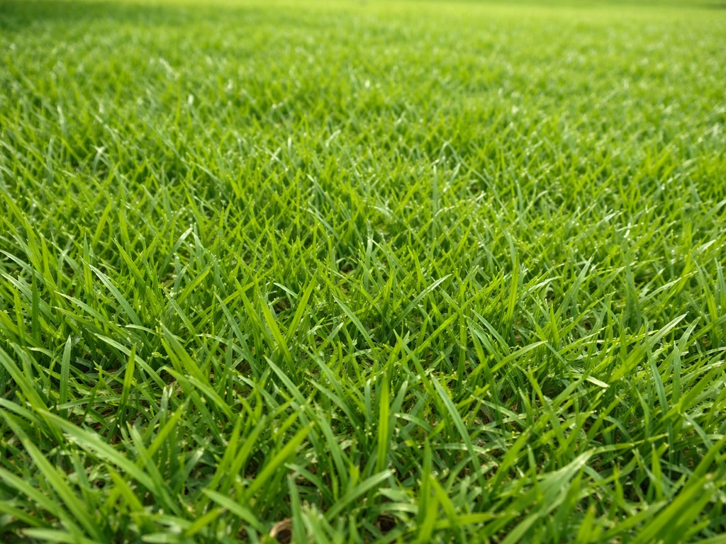 Close-up of dense, vibrant Korean grass spreading across a lawn in natural sunlight.